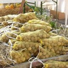 Les noix s’étalent sur le marché de Vianden