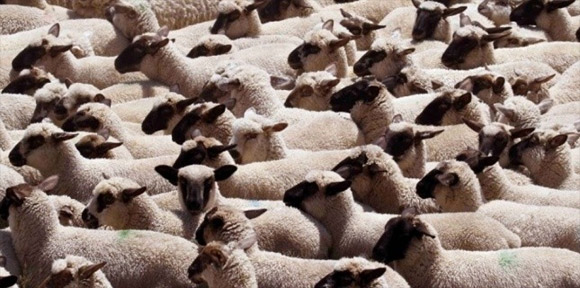 moutons-schmallenberg