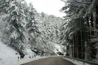 Arbres de montagne sous la neige