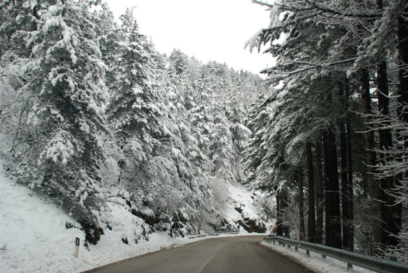 Arbres de montagne sous la neige 