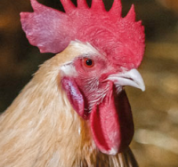 foire agricole ettelbruck